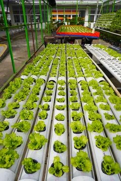 Row of hydroponic lettuce in a hydroponic pipe in the greenhouse Stock Photos
