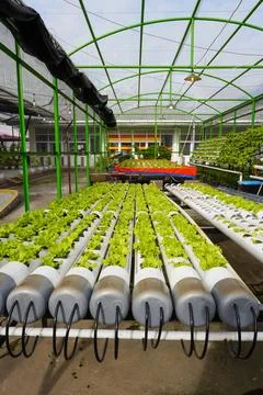 Row of hydroponic lettuce in a hydroponic pipe in the greenhouse Stock Photos