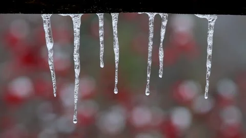 A row of icicles on the background of bushes Stock Footage 168616848