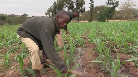 Row Irrigation Stock Footage 8797820