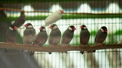 Row of Java Sparrows on Branch 库存影片 330850763
