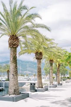 Row of large date palms grows in flower beds along the wide pier of the Fotos de archivo