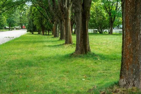 A row of large green trees casting shadows on a lush grassy meadow in a pub.. Stock Photos