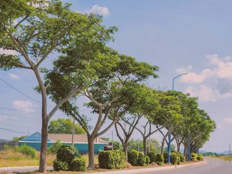 Row of large green trees lining a roadside under blue sky Stock Photos