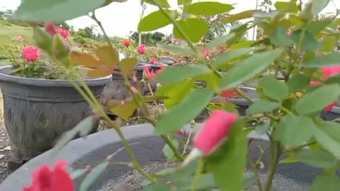 A row of large pots filled with pink roses. Stock Footage 326207536
