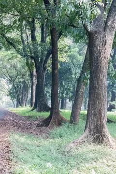 Row of Large Tree Trunks Along a Woodland Path Stock Photos