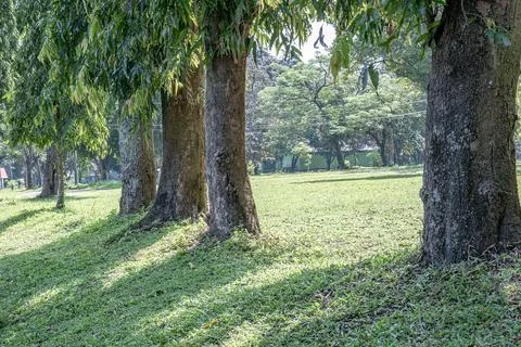 Row of Large Tree Trunks on Shaded Grassy Park Slope Stock Photos