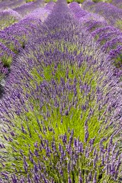 Row of lavender flowers Stock Photos