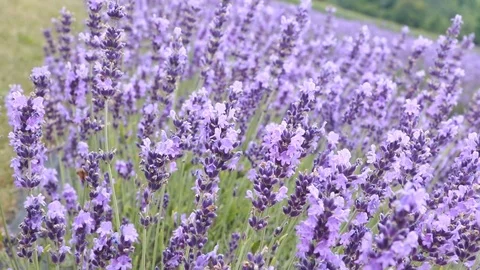 Row of lavender Stock-Footage 93000818
