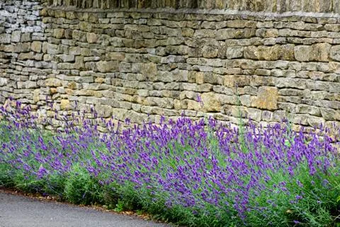 Row of Lavender Next to Stone Wall Stock Photos