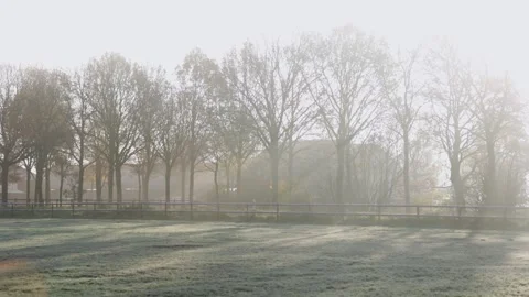 Row of leafless trees behind frosty field and wooden fence, golden sunlight. Stock-Footage 323236375