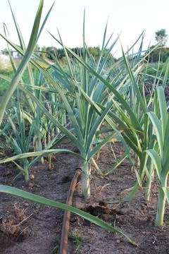 Row of Leeks in a Field Stock Photos