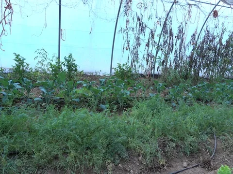 Row of lettuce and other vegetables in a greenhouse Video stock 71008085