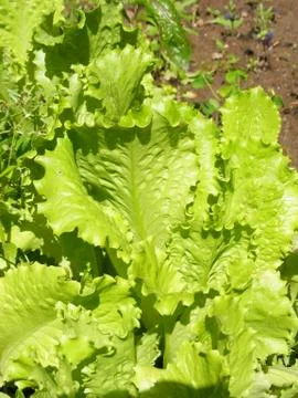 Row of Lettuce on Bed Stock Photos