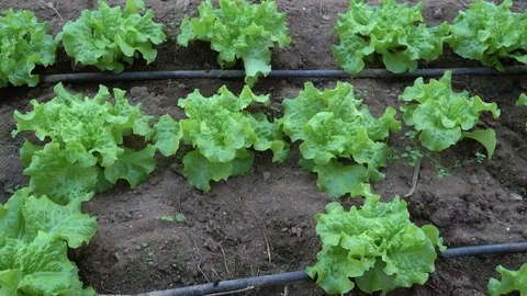 Row of lettuce in a greenhouse Stock Footage 71008321