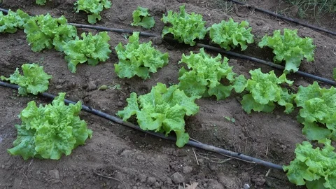 Row of lettuce in a greenhouse 스톡 동영상 71008344