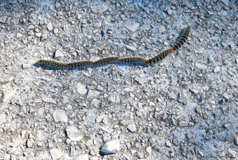 Row Line of the Caterpillars Stock Photos