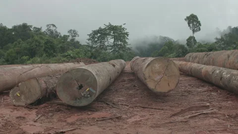 Row of Logged Trees From Rainforest Stock Footage 195278757