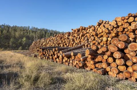 A Row of Logs at a Lumbermill Stock Photos