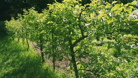 A row of low flowering fruit trees in a spring garden on a clear sunny day.	 Stock Footage 310212342