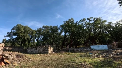 A row of mature cork oak trees stands behind old stone ruins Stock Footage 346293421