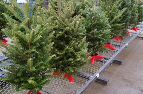 A row of mini Christmas tree shrubs on display. Stock Photos