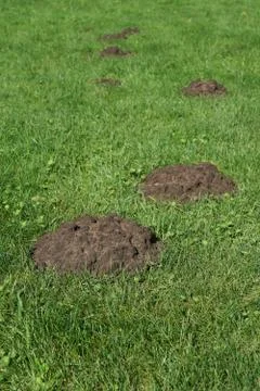 Row of molehills Stock Photos