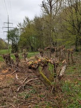 Row of Mossy Cut Tree Trunks in Spring Field with Forest and Power Lines Phot Photos