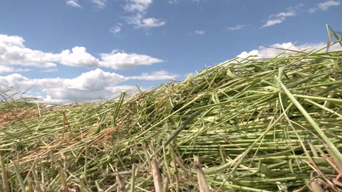 Row of mown grass. Haymaking. Stockbeeldmateriaal 321829861