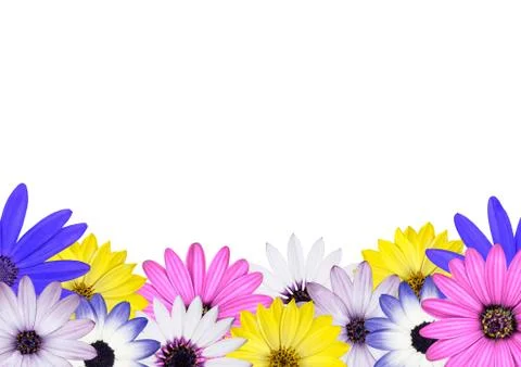 Row of Multi Colored Various Osteosperum Daisy Flowers Stock Photos