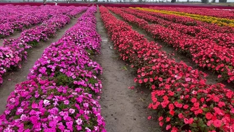 Row multicolor flower Stock Footage 325719506