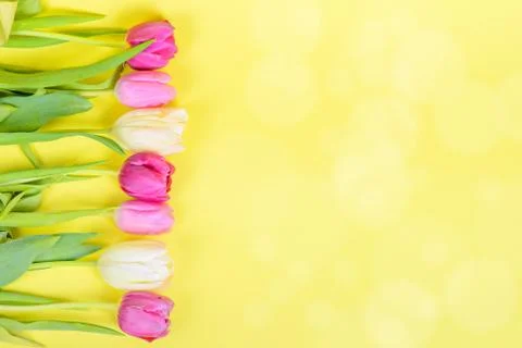 Row of multicolored tulips for border or frame Stock Photos