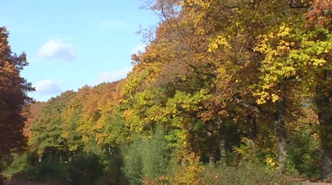 Row of oak trees in autumn colors + crane foliage 库存影片 30370875