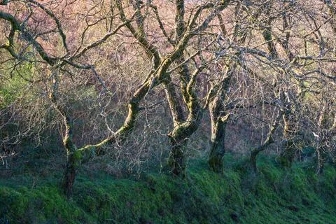 A row of oak trees define the edge of a meadow Stock Photos