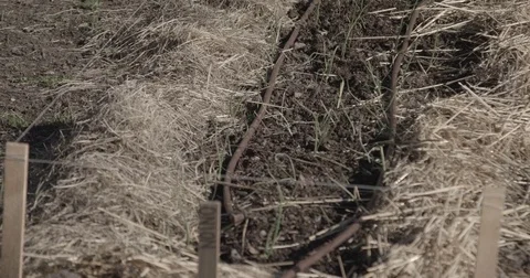 Row of Onion Plants Stock Footage 79242502