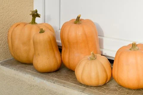 A row of orange butternut squashes placed on the doorstep Stock Photos