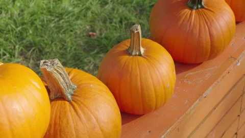 Row of orange halloween pumpkins sitting on a wooden bench Video stock 345879370