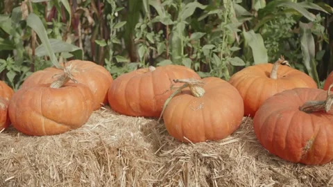 Row of orange pumpkins on top of hay bales Stock Footage 139502537