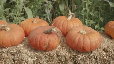 Row of orange pumpkins on top of some hay Stock Footage 139502518