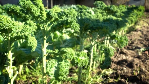 Row of organic kale in a field Stock Footage 71005502