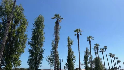 Row of Palm Trees along Street in Carpenteria, California Stock-Footage 200049080