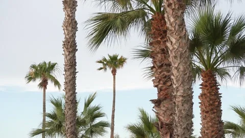 A row of palm trees are lined up in a row Stock Footage 278150573