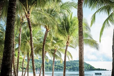 A row of palm trees are lined up along the beach Stock Photos