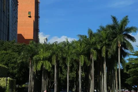 A row of palm trees are lined up in front of a building Fotos de archivo