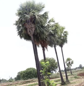A row of palm trees Stock Photos