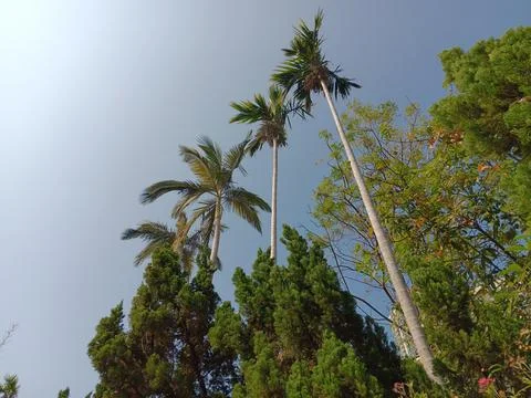 A row of palm trees Stock Photos