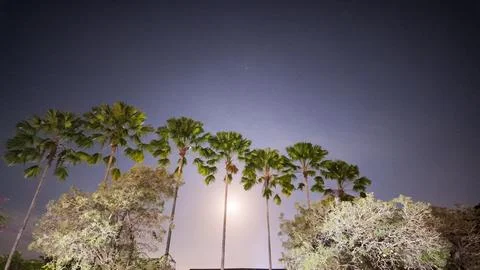 Row of Palm Trees Silhouette Under Full Moon Night Sky Stock Photos