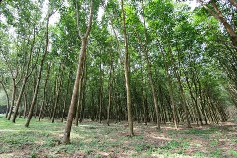 Row of para rubber tree Fotos de archivo
