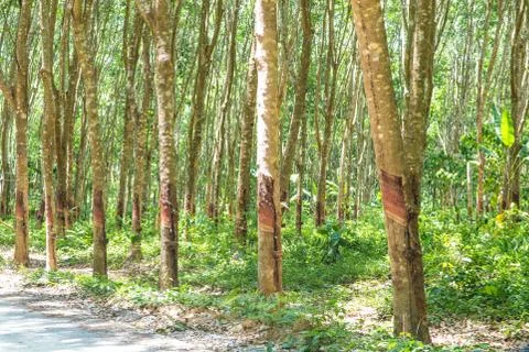 Row of para rubber tree Foto stock