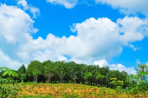 Row of para rubber tree Foto stock